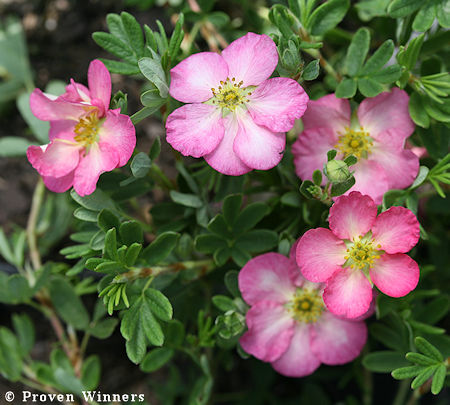 Dasiphora 'Happy Hearts' 'Pink Star',  pensashanhikki